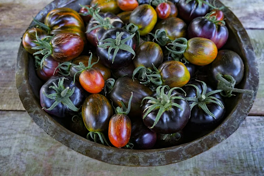 Heirloom Tomato Masterclass at She Grows Veg Ltd