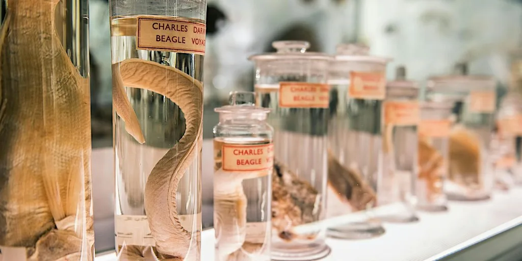 From Darwin to Dodos: Guided Tour of the Museum of Zoology at Museum Of Zoology