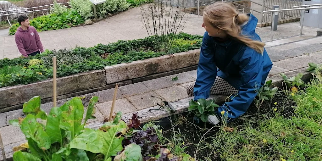 Tyfu Tawe/Gardening Sessions - Swansea Singleton Campus
