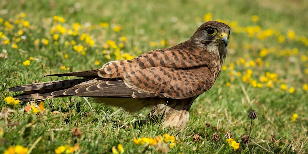 Birds of Prey Identification at Elmley
