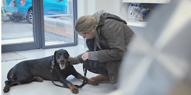 Pet Loss Training Day for Veterinary Professionals-(MANCHESTER) at Blue Cross Rehoming, Advice and Behaviour Unit