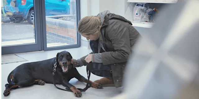 Pet Loss Training Day-Veterinary Professionals- Leamington Spa at Guide Dogs For The Blind Training Centre