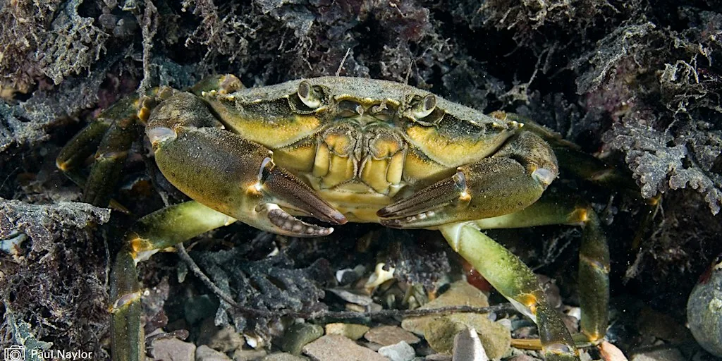 What Lurks Beneath? A spooky mud dipping adventure! at St Anne's Beach & Saltmarsh