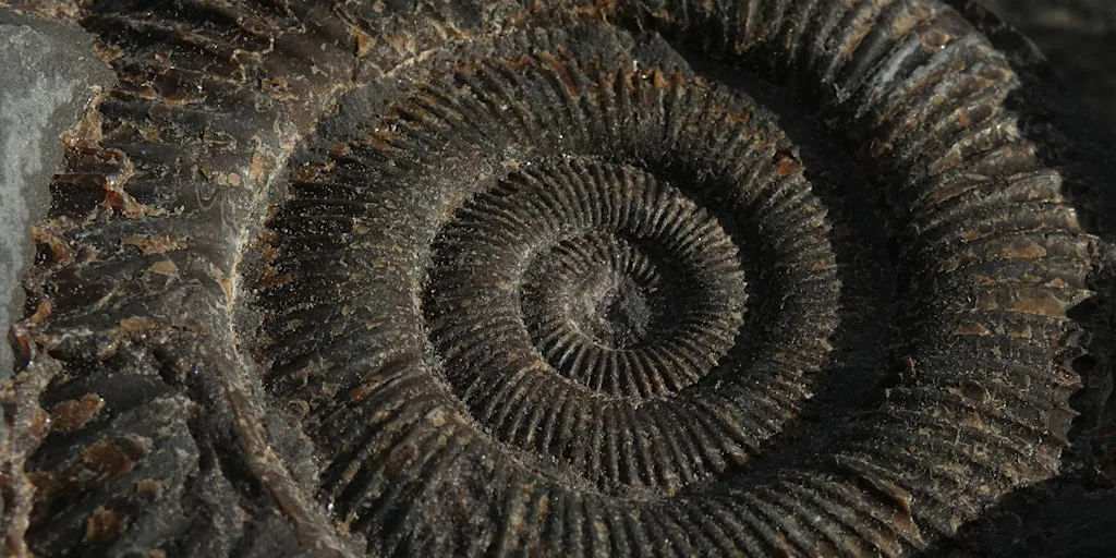 Fossil Fun (Multiple Dates) at Spurn Discovery Centre