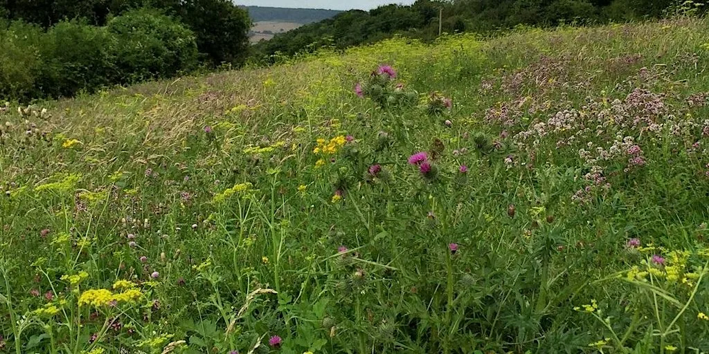 Chalk grassland plant identification day at Burham Down