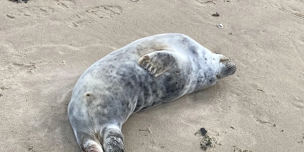 Gower Society Youth activity Seal watch at Rhossili