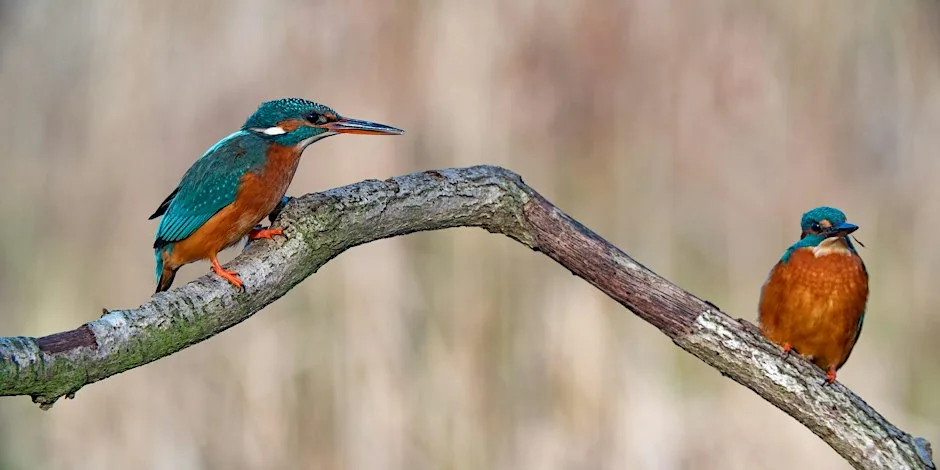 Nature Photography Course with Jack Perks at Attenborough Nature Reserve - Parking at ANC