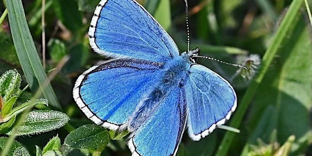 Guided butterfly walk at Therfield Heath for Adonis Blue & summer species