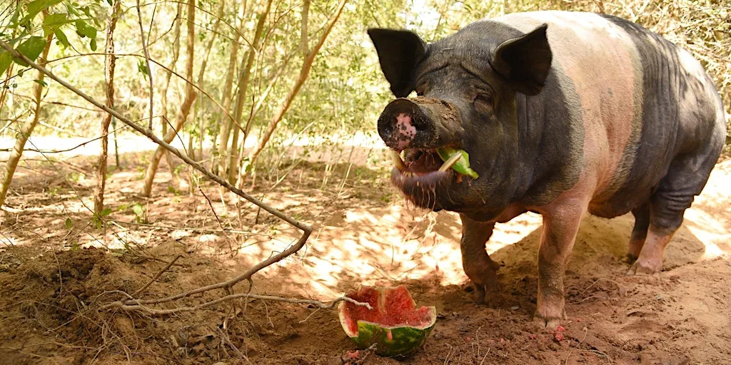 Watermelon Smash Bash 2026!