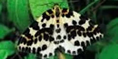 Badock's Wood Moth Survey and ID - Friday 21st August 2026 - 20:30 p.m. at Badock's Wood Northern Gateway, Entrance