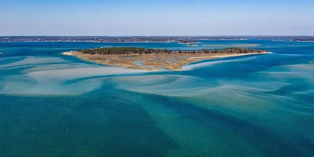Strong Island Birding Walk with Mark Faherty