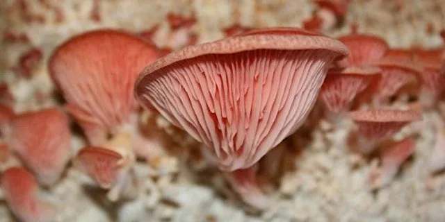UK Fungus Day at Queenswood Arboretum