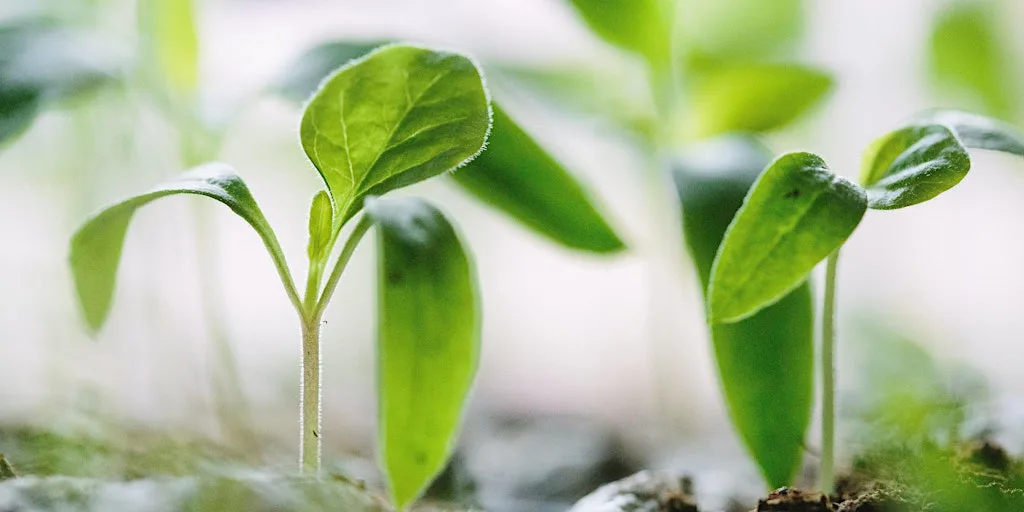 Grow Your Own workshop - Winter Growing at Oxford City Farm
