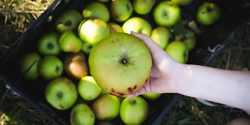 Barnet Community Apple Harvest, London