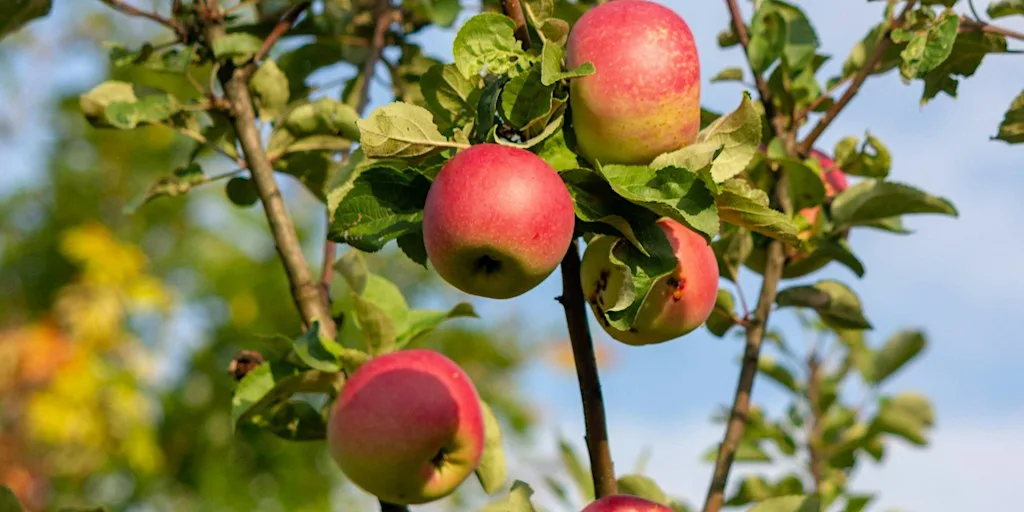Great Fen Apple and Harvest Fair at Ramsey Rural Museum CIO