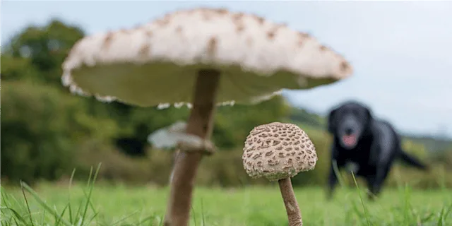 Fungi Foray - West Wickham Common