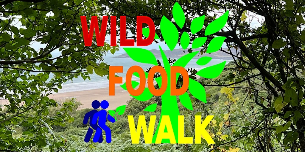 September Woolacombe (North Devon) Coastal Wild Food Foraging Walk. at Outside Woolacombe Post Office