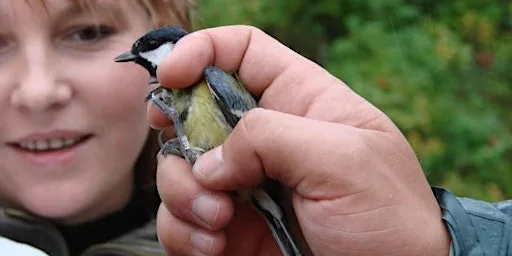 Bird Ringing at 20