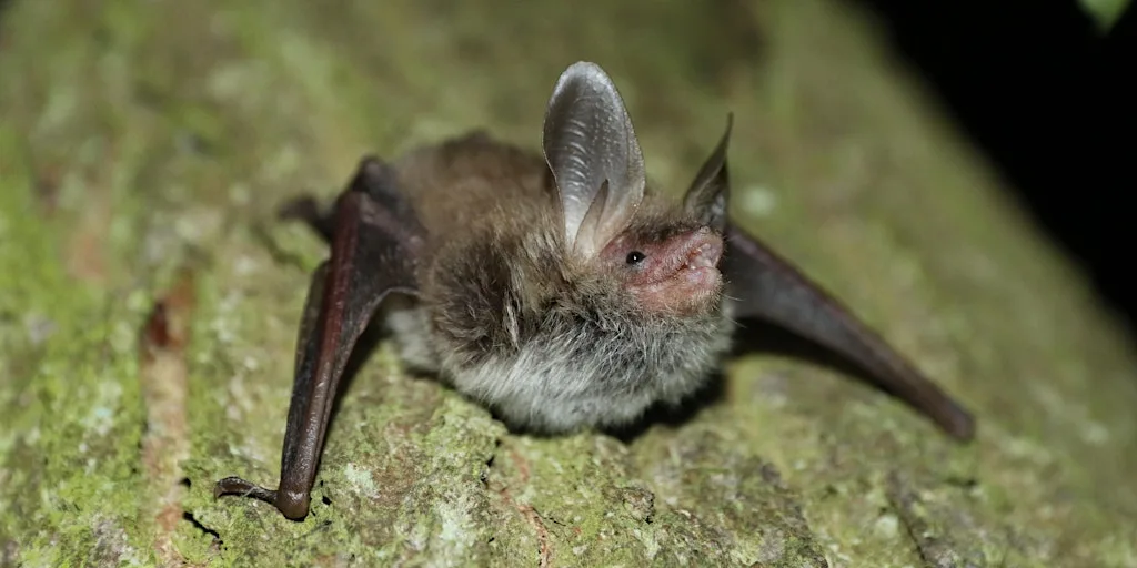 Basingstoke Wildlife Watch– Bat Evening, Southington at Southington Lane