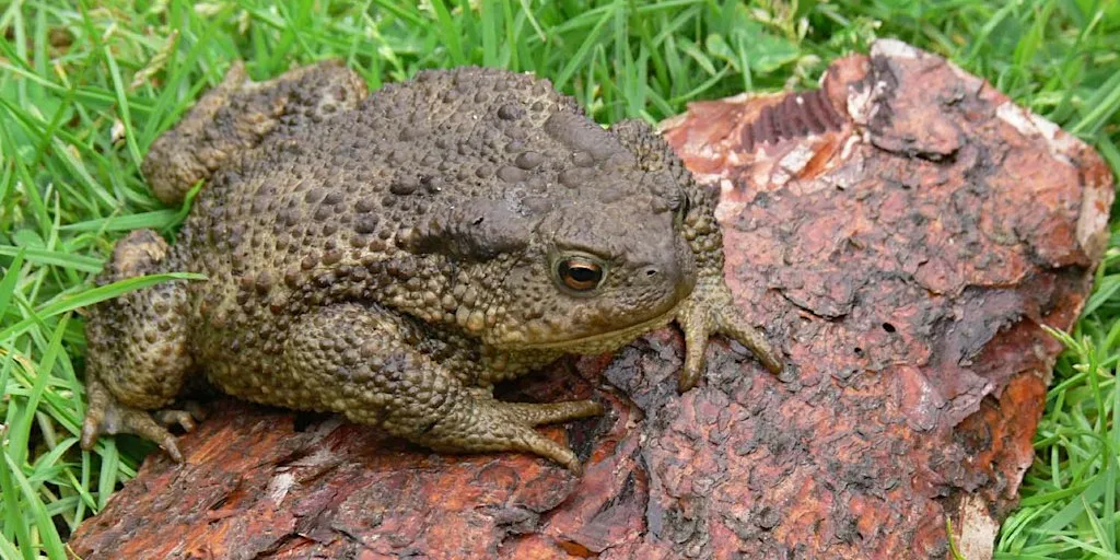 Amphibian Ecology and Survey Techniques at Tyland Barn