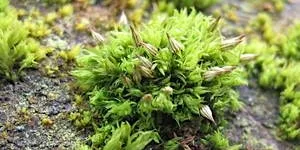 Woodland Mosses for Beginners at Tyland Barn