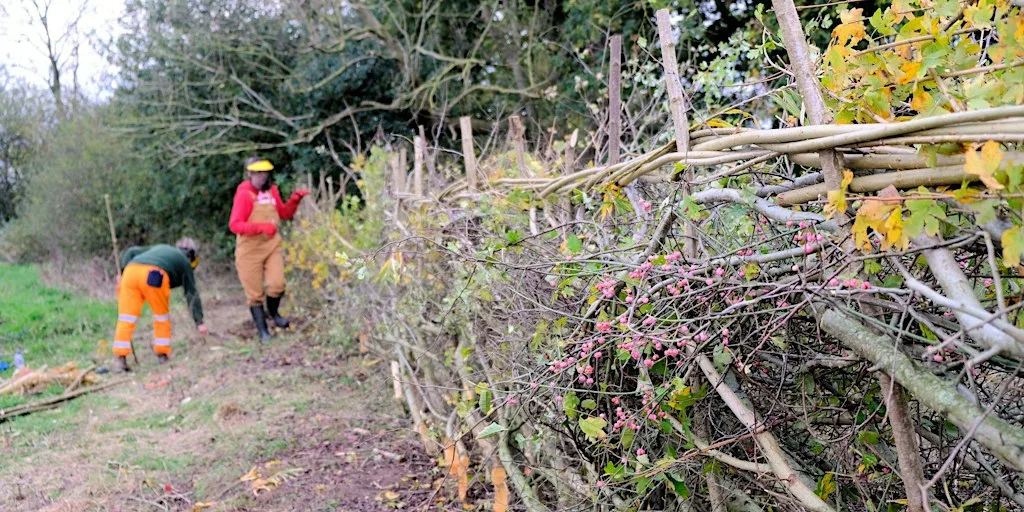 2-day Beginners Hedgelaying workshop, 2-3 November 2026