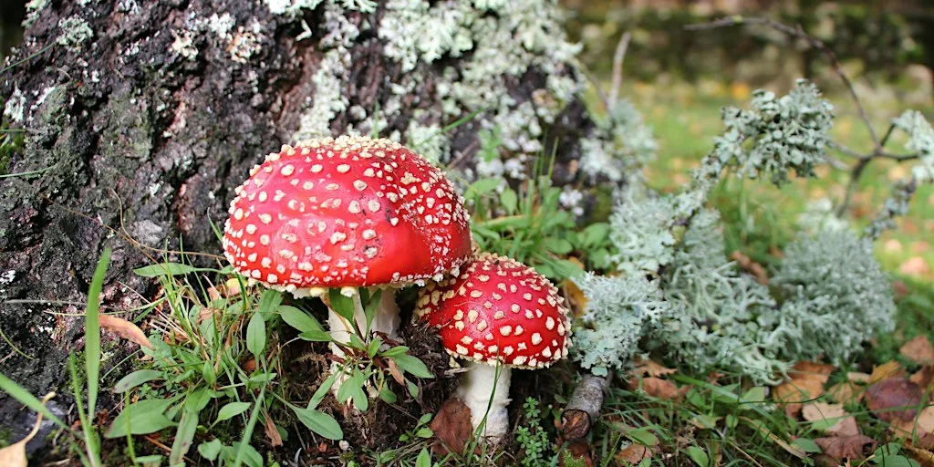 Woodland Fungal Foray with Dr. Paul Dowding (Wicklow)