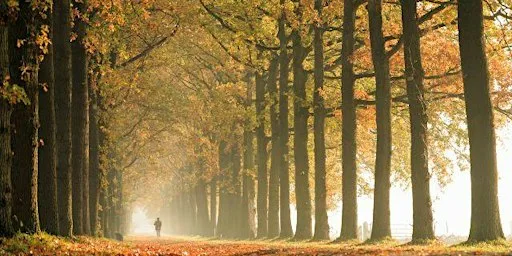 Autumn Tree Walk - The Spinney at Costa Coffee