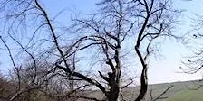 Identifying Broad-leaved Trees in Winter at Tyland Barn