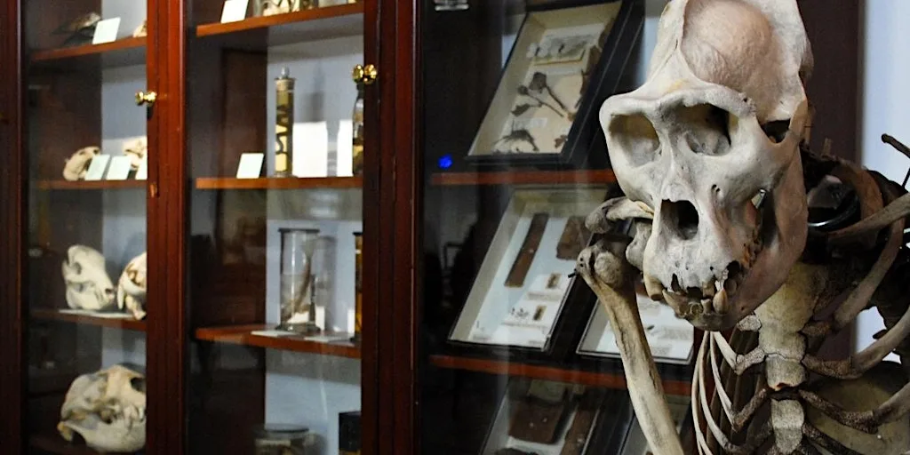 D'Arcy Thompson Zoology Museum Friday Openings at D'Arcy Thompson Zoology Museum