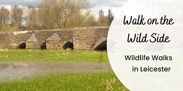 A Walk on the Wild Side - Aylestone Meadows South and Great Central Way