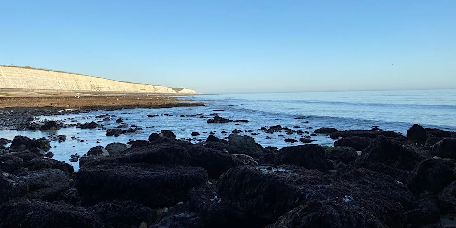 Coastal Foraging Workshop - Brighton - Sea Vegetables and Sea Weed. at Brighton Marina