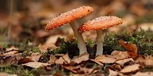 Fungi for Beginners at Tyland Barn