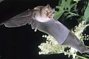 Bat Walk - Taith Gerdded Ystlumod at Fulton House