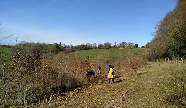 Wardrobes Scrub Bash & Cowslip Plant with Butterfly Conservation