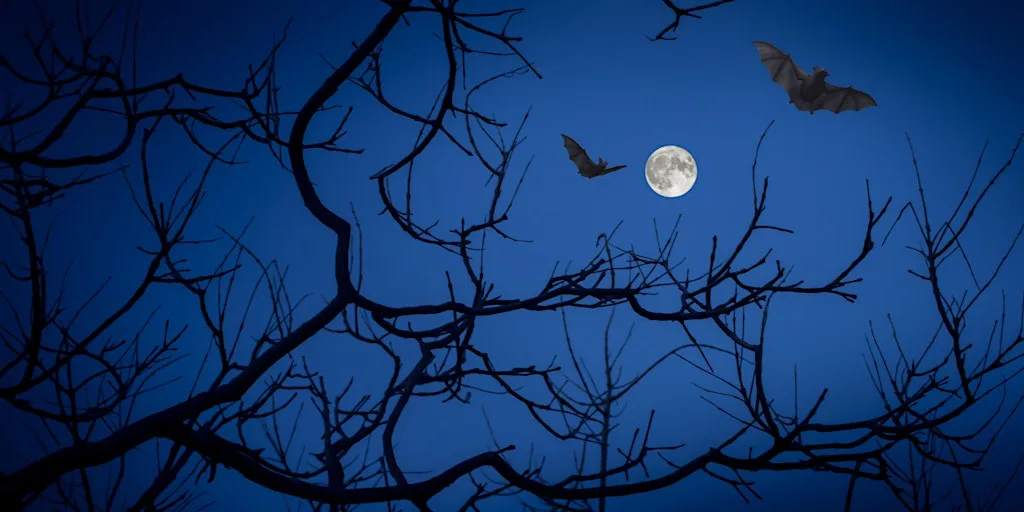 Walk & Talk: Twilight Bat Walk at Moresby Rugby Union Club