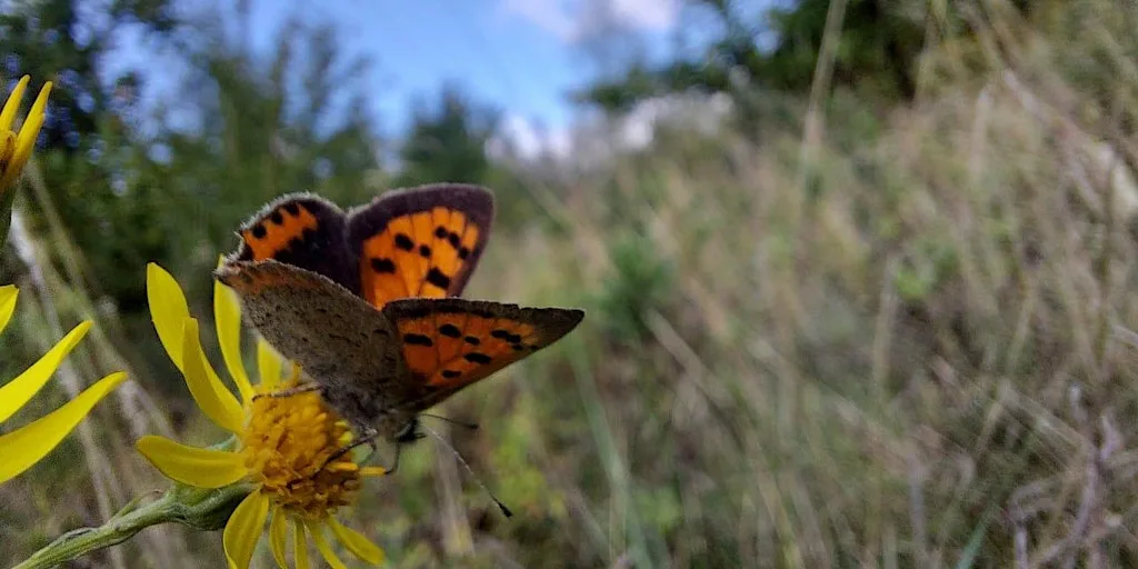 Butterflies & Wildflowers of Honeybourne - Nature Walk at Exact meeting point to be confirmed
