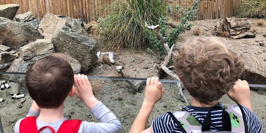 RZSS Summer Explorers 2026 - Edinburgh Zoo at RZSS Edinburgh Zoo