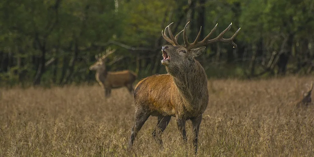Irish Deer Commission Red Deer Rut Watch Event 2026