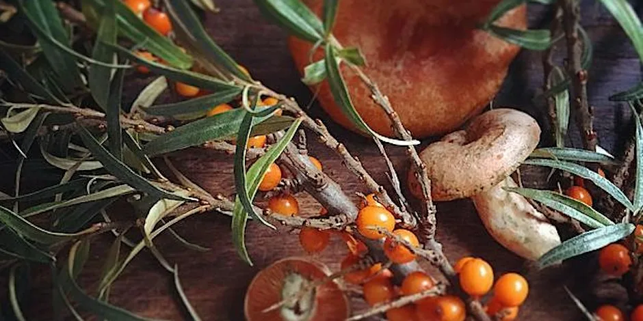 Autumn Coast: Mushrooms, Seaweed, Seabuckthorn at Yellowcraigs Beach