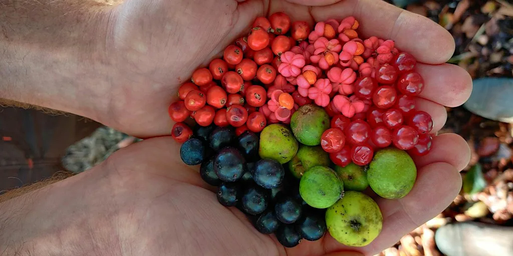 Seed Collecting with Moor Trees at Woodah Farm