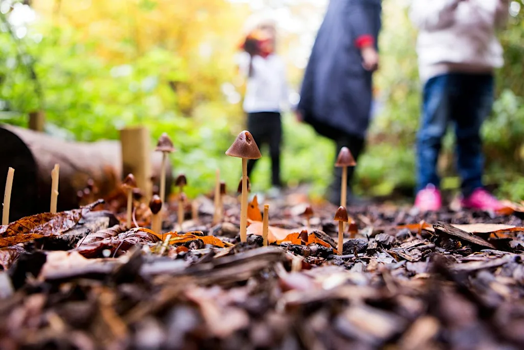Fungi Fun - Children's Holiday Activity at Holland Park Ecology Centre