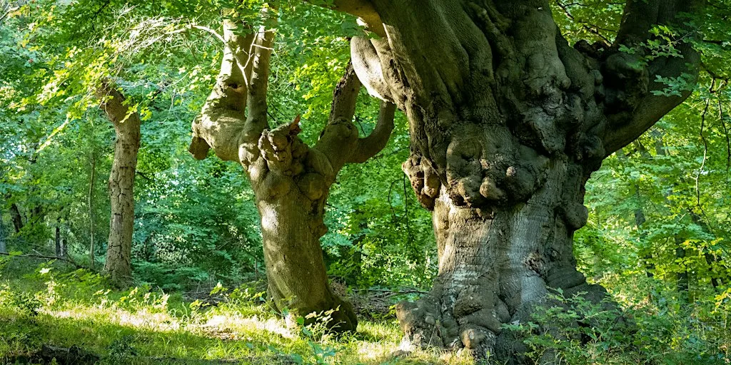 Burnham Beeches' ancient trees at The Cafe, Burnham Beeches