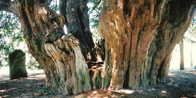 Ancient and Veteran Trees at Tyland Barn