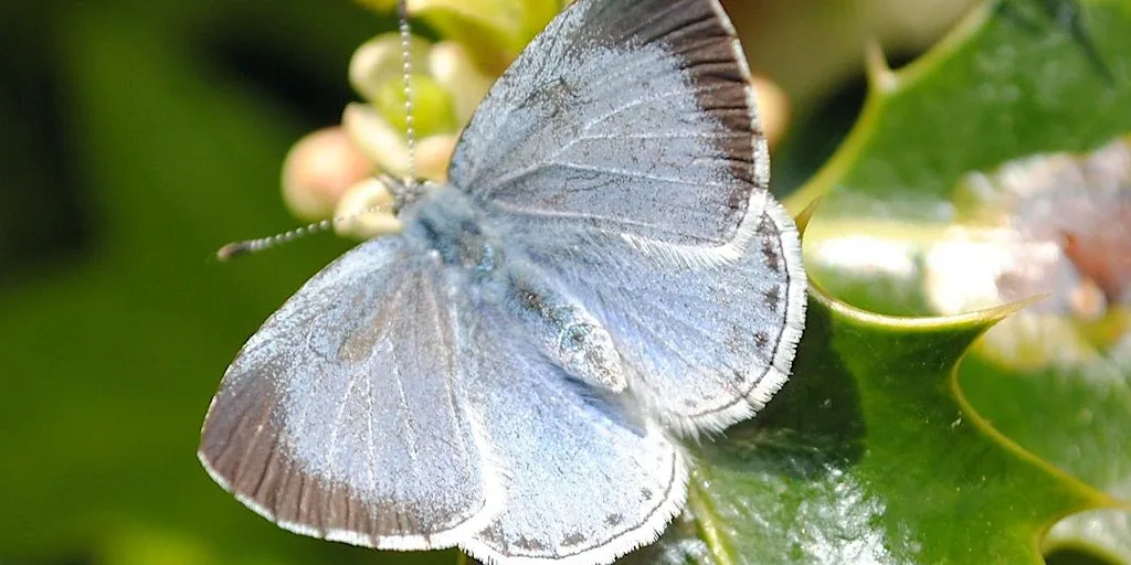Butterflies of Kent at Sevenoaks Wildlife Reserve & Jeffery Harrison Visitor Centre