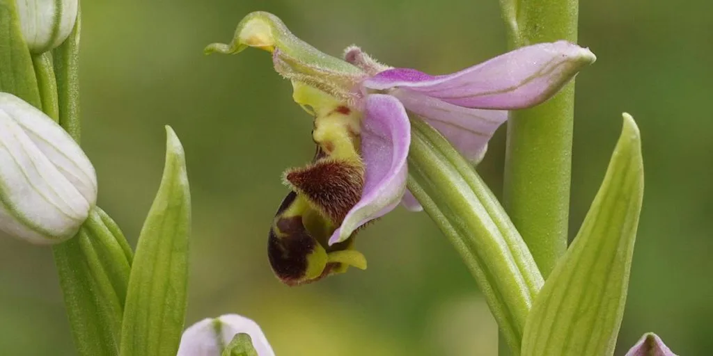 Introduction to Orchids at Monkton Nature Reserve