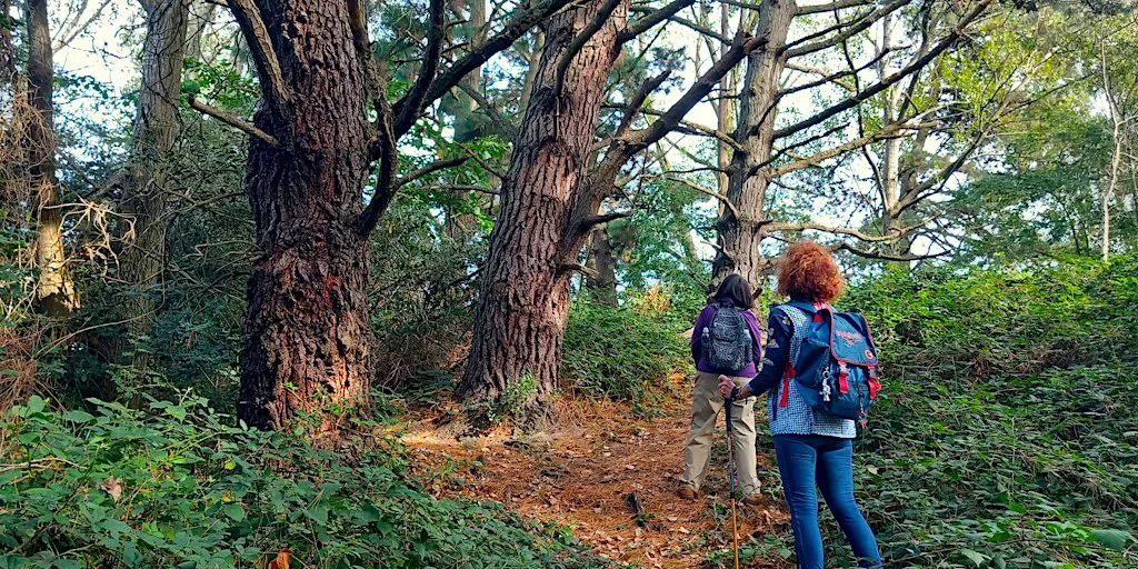 Autumn Walk at Mudeford Woods
