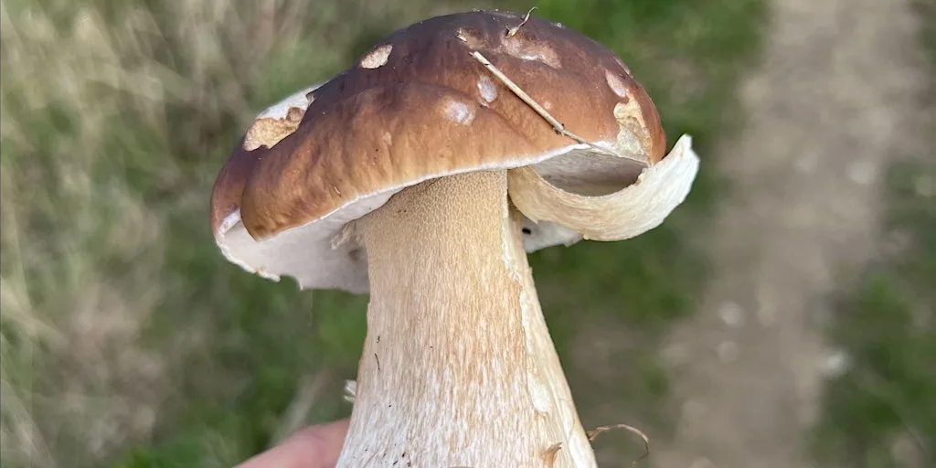 Foraging Course, Huddersfield at Crosland Moor