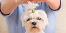 Learn about using Reiki with Animals. at St Annes Palace Ltd
