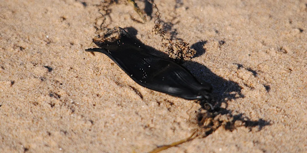Searching for sharks (Family Event) NWT Holme Dunes at NWT Holme Dunes